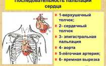 Пальпация сердца, верхушечный и сердечный толчок: определение, норма и патология