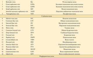 4.1. Ультразвуковая характеристика вен нижних конечностей.