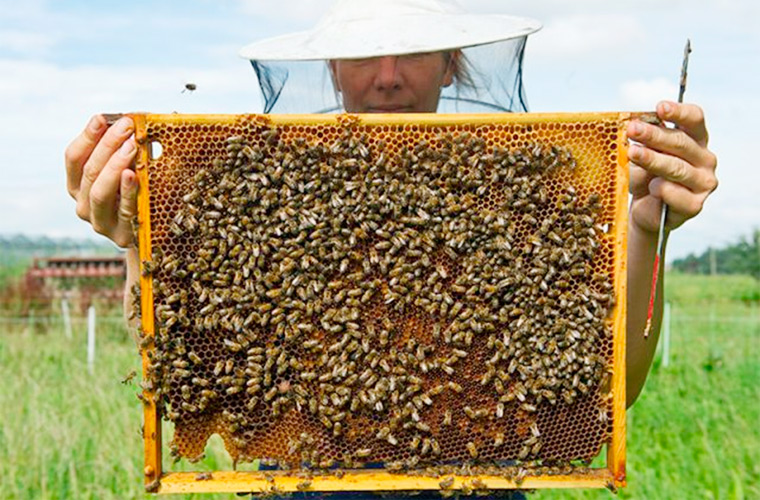 Апитерапия