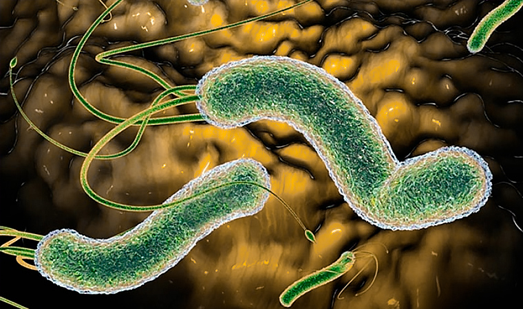 Бактерия Helicobacter pylori