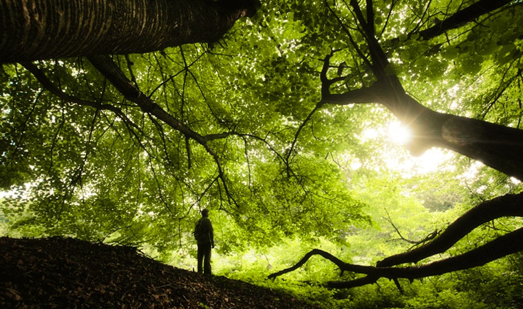 Дендротерапия