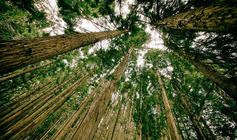 Дендротерапия