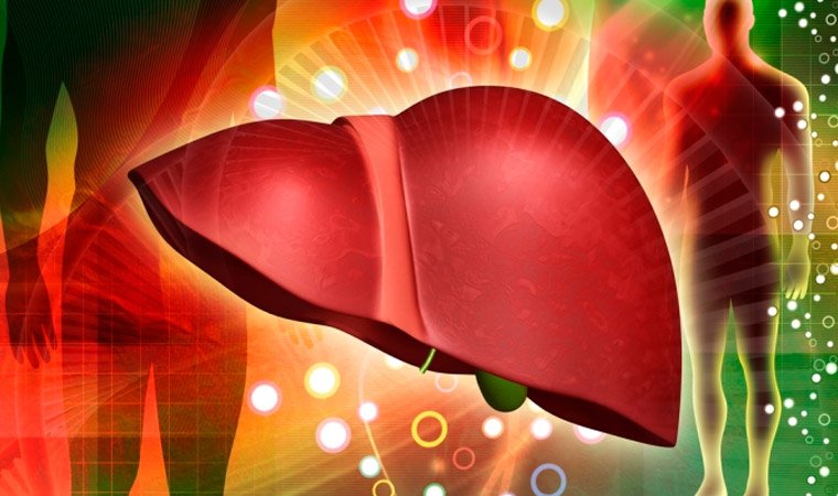 Функции печени