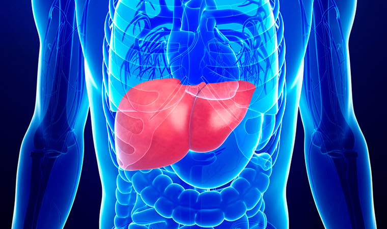 Какой врач лечит печень