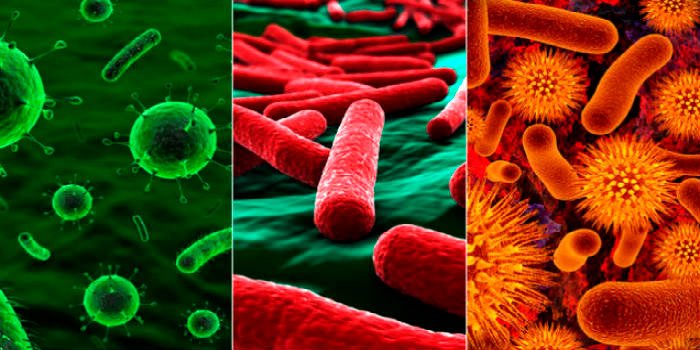 Кишечная микрофлора