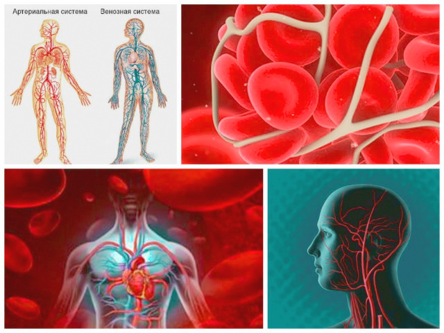 кровеносные-сосуды