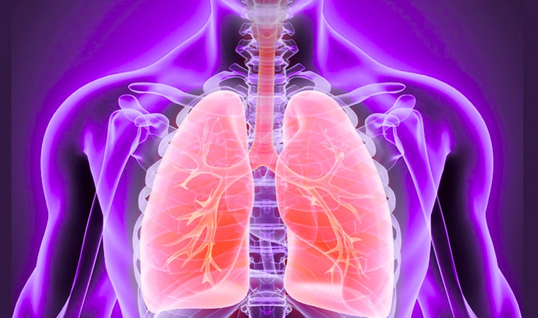Легкие