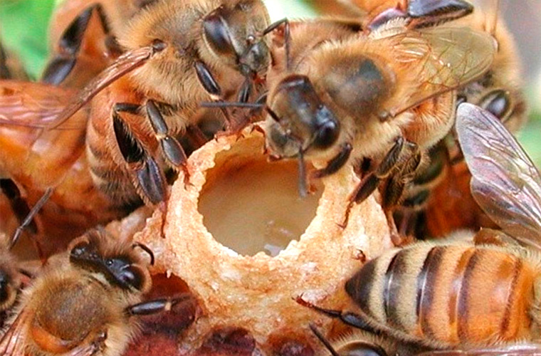 Маточное молочко