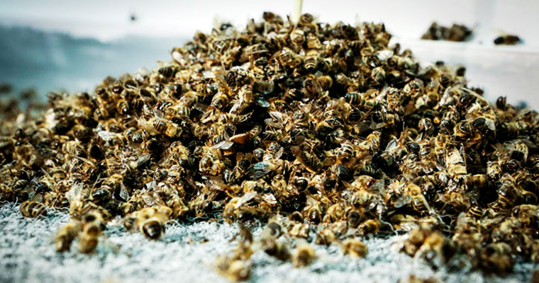 Пчелиный подмор
