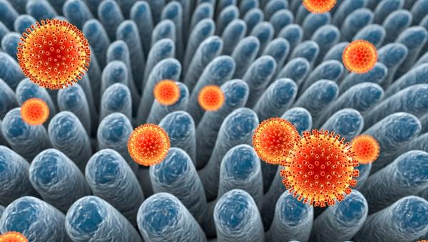 Ротавирус в кишечнике