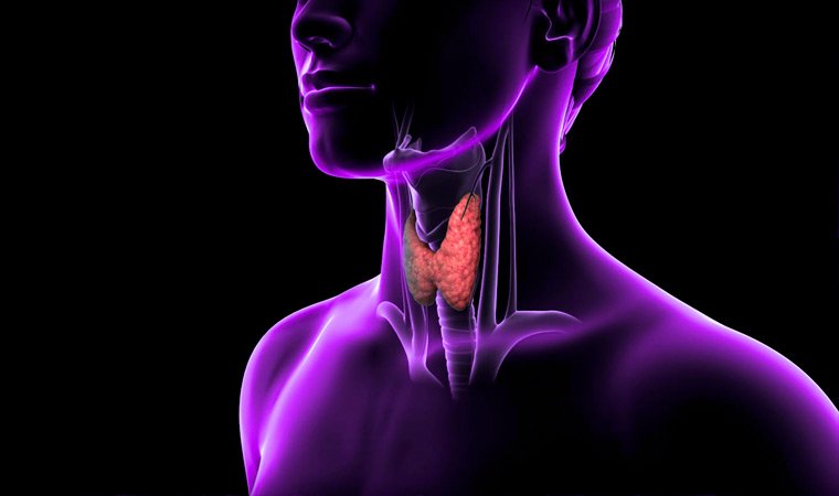 Щитовидная железа