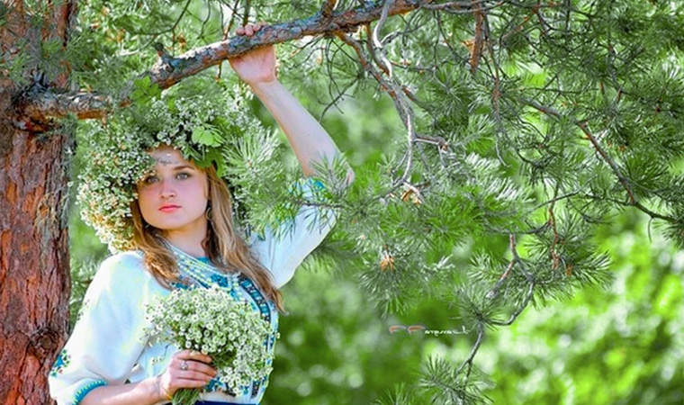 Сосна в дендротерапии