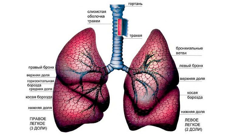 Строение легких