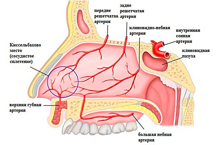 Строение носа
