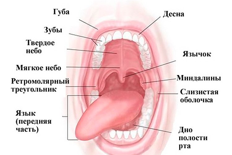 Строение полости рта
