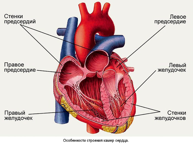 Строение сердца