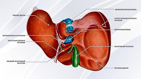 Строение печени