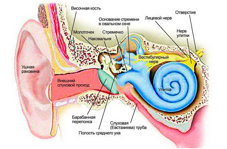 Строения уха