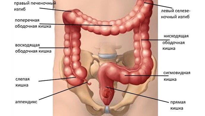 Толстый кишечник
