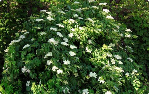 Цветы бузины чёрной: лечебные свойства и противопоказания, польза и вред, инструкция по применению