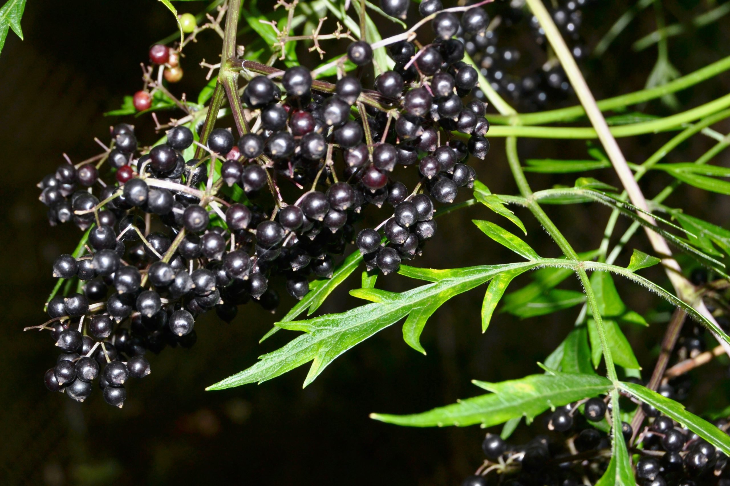 Бузина черная