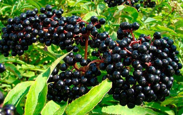 Цветы бузины чёрной: лечебные свойства и противопоказания, польза и вред, инструкция по применению