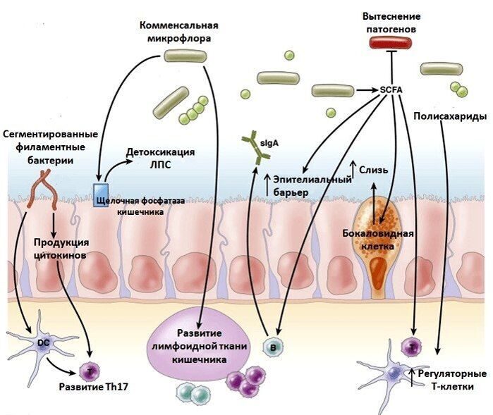 Влияние микрофлоры на иммунитет и воспаление - Рисунок с сайта biomolecula.ru