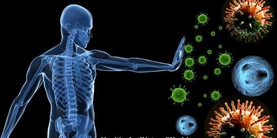 Ункария томентоза или Кошачий коготь (Cat's claw) - целебная сила Уна де Гато (Una de Gato)