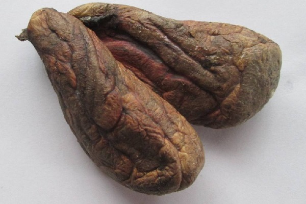 Как выглядит бобровая струя