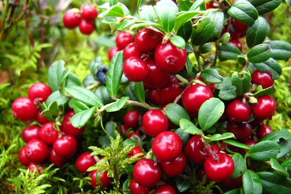 Куст брусники