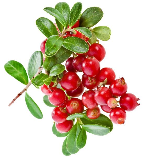 Полезная для иммунитета брусника