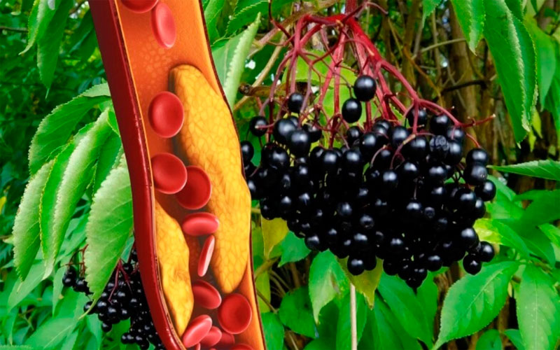 Какие болезни лечит бузина черная?