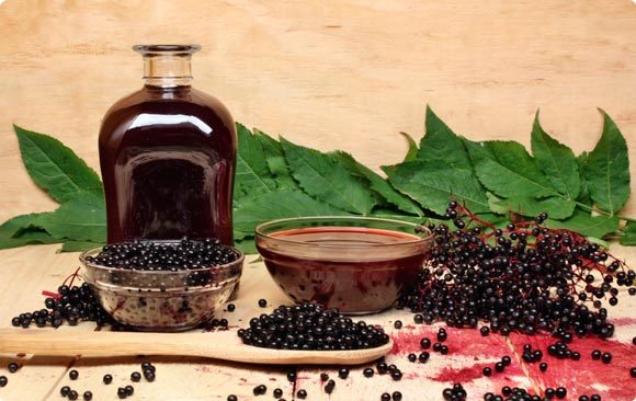 Цветы бузины чёрной: лечебные свойства и противопоказания, польза и вред, инструкция по применению