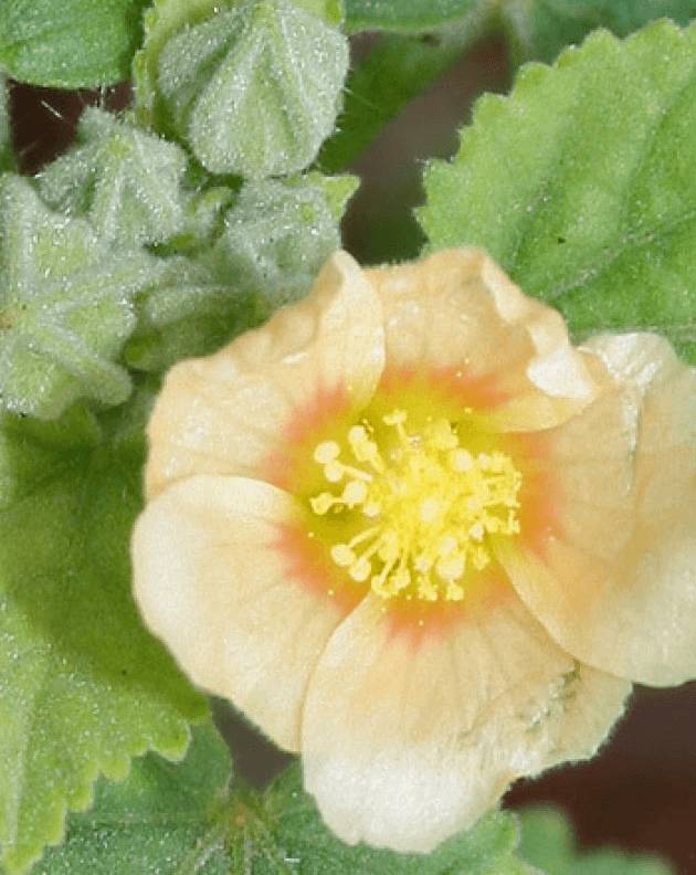 sida_2.png sida_2.png