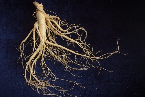 Как выглядит корень женьшеня