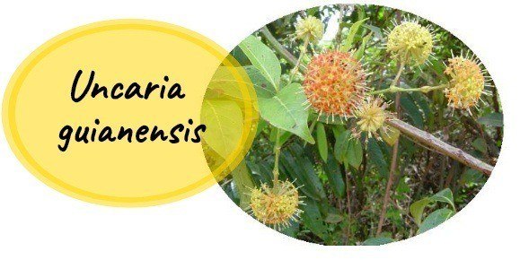 растение ункария