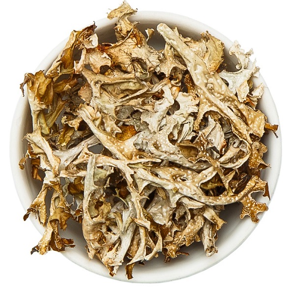 Полезный для иммунитета исландский мох