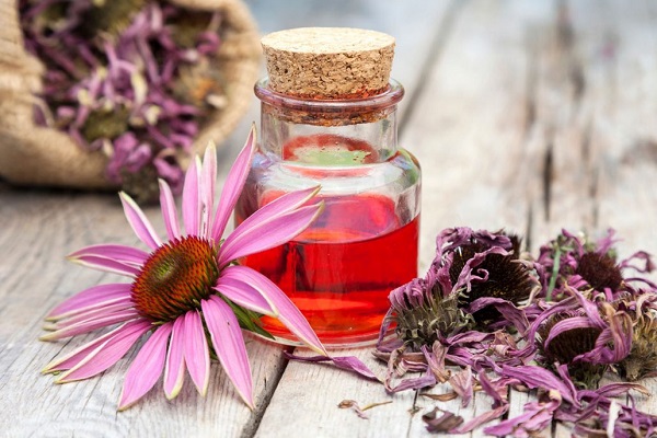 Настойка эхинацеи