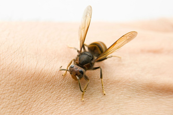 Польза укусов пчел