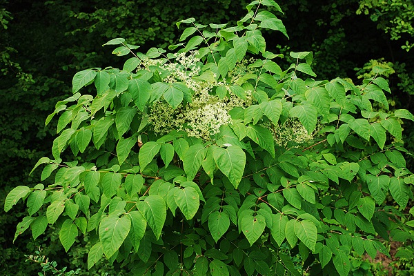 Аралия маньчжурская