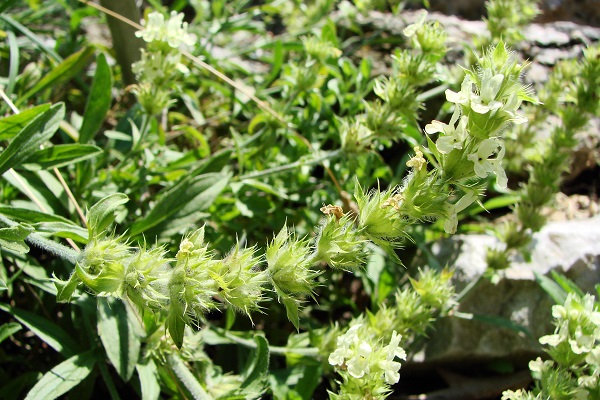 Железница крымская