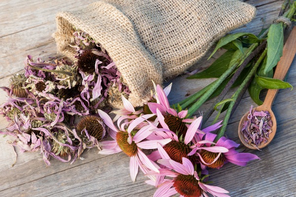 Трава Эхинацея