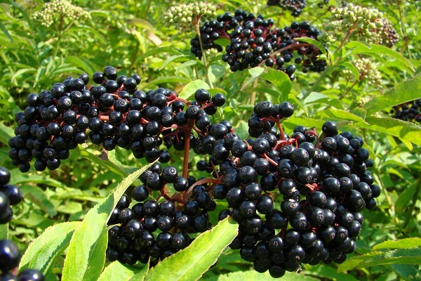 Полезная для иммунитета бузина