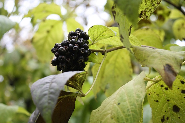 Элеутерококк полезный для иммунной системы
