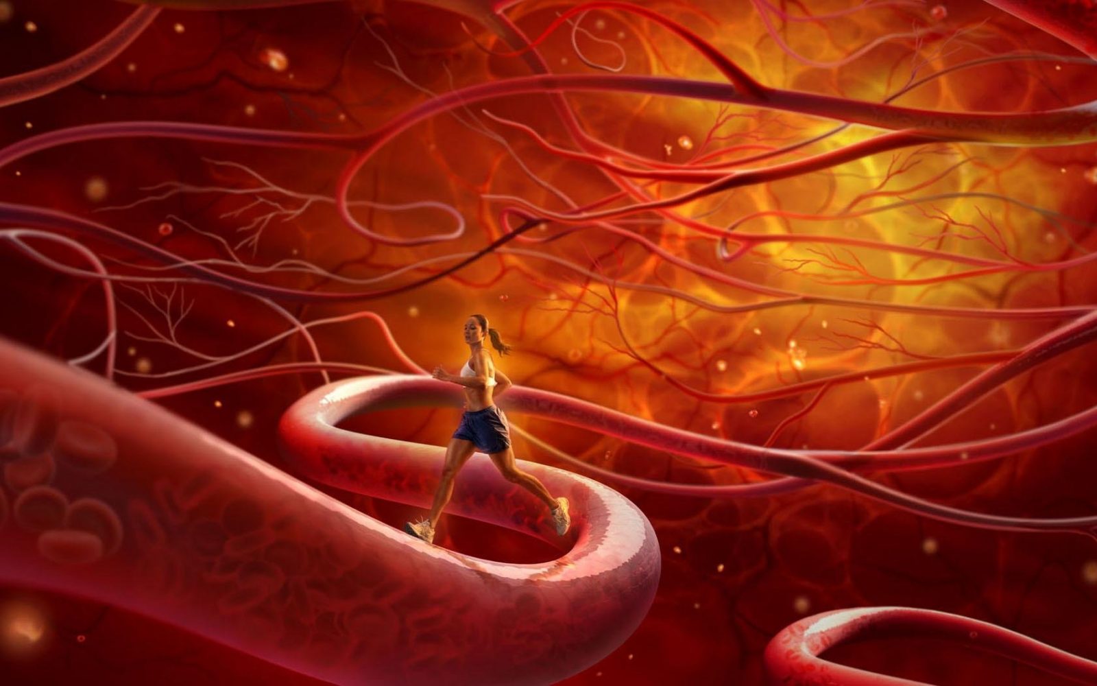 Влияние спортивного образа жизни на на кровеносные сосуды и сердце