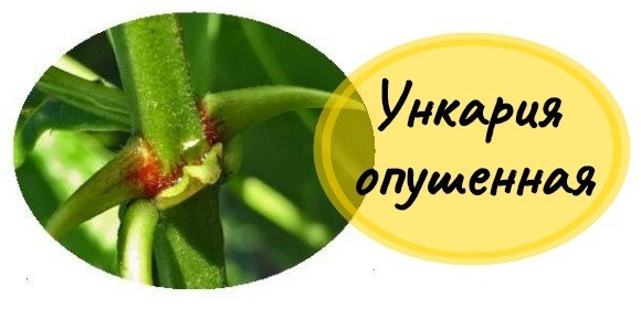 ункария опушенная