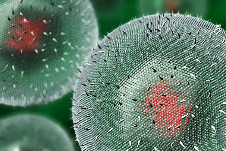 Как визуально выглядит герпесвирус 3 типа