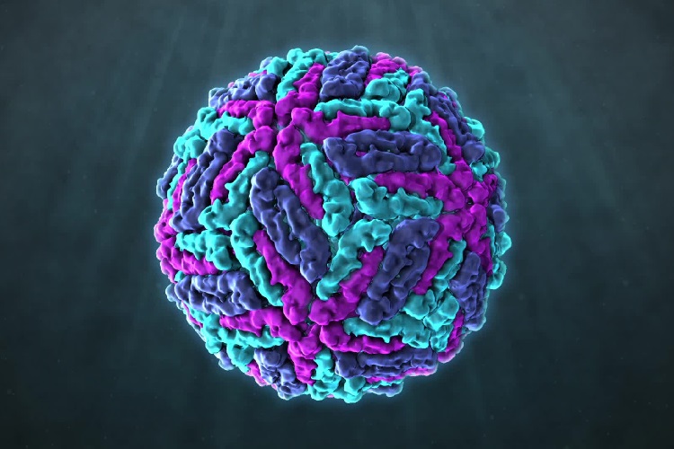 Клещевой энцефалит под микроскопом