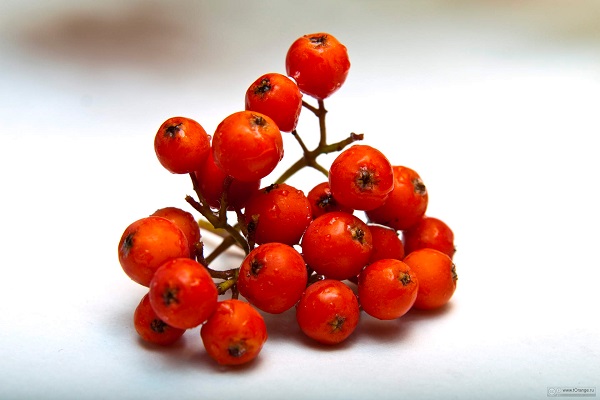 Рябина для иммунной системы