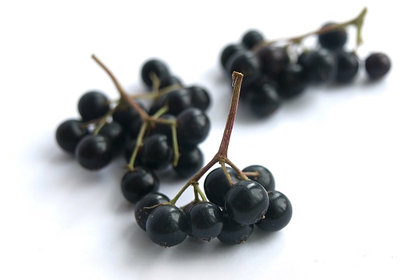 Черная бузина